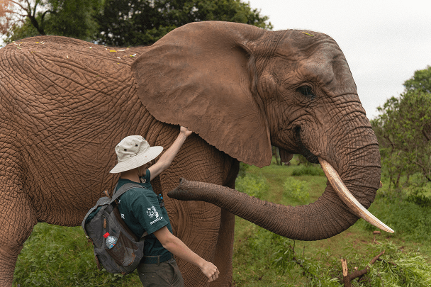 Dylan touchant l'oreille d'un éléphant